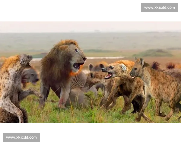 非洲雄狮！2026世界杯队长谁能吼出最强音